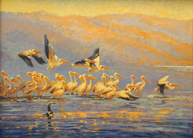 White pelicans of Africa