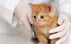Pre-Veterinary Medicine