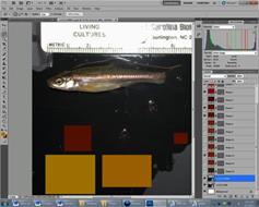 Airgood fish Airgood fish