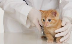 Earn Your Pre-Veterinary Medicine Degree at Manchester University