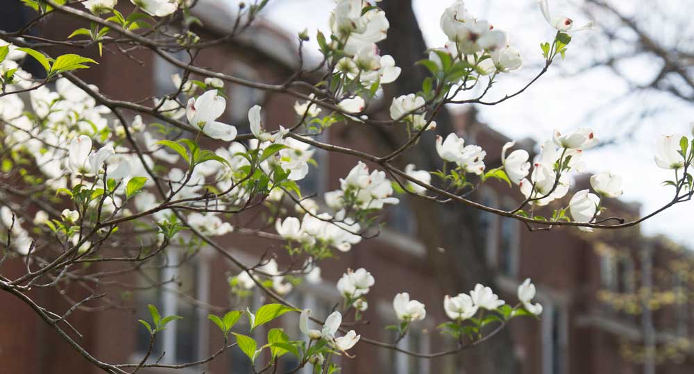 A tree flowers on North Manchester Campus