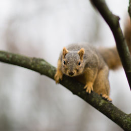 5 Friendly squirrels