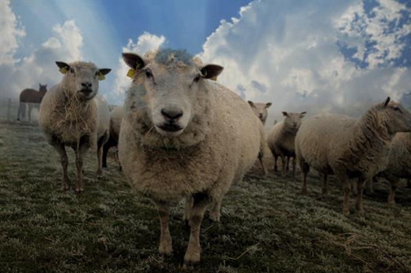 Bev Ott's Sheep & ECHOPPE