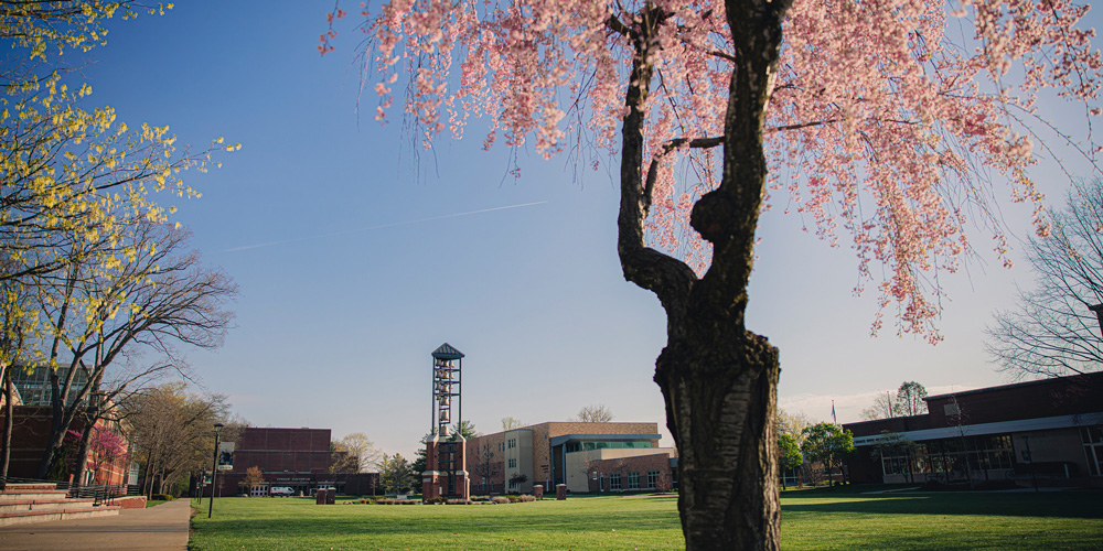 Image of the MU Mall under a cherry blossom tree in the spring with the Chime Tower in the background.