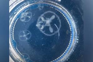 Trey Hicks '23 explains freshwater jellyfish