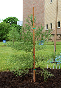 Five young sequoia trees were planted on the east side of the Jo Young Switzer Center.