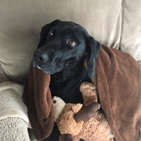 cute dog cute dog