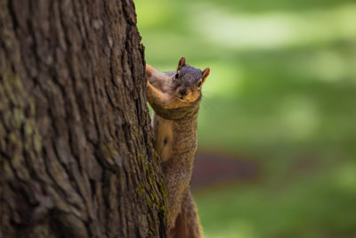 ManchesterUniversity-Summer-Squirrel-1-small