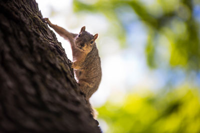 ManchesterUniversity-Summer-Squirrel-2-small