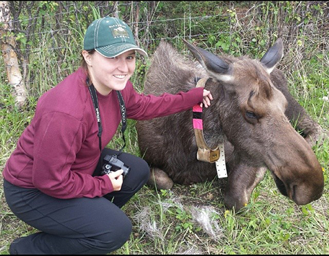 When Heather DeLorenzo was at the Kenai Moose Research Center on the Kenai National Wildlife Refuge in Alaska in June, the center was focusing its research on habitat use and reproduction rates. 