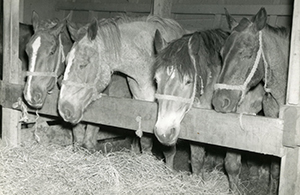 Horses on the Cedar Rapids Victory