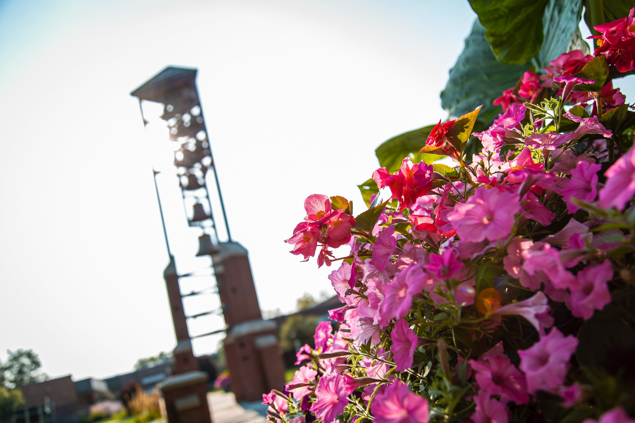 Chime tower on campus outside with pink flowers Chime tower on campus outside with pink flowers
