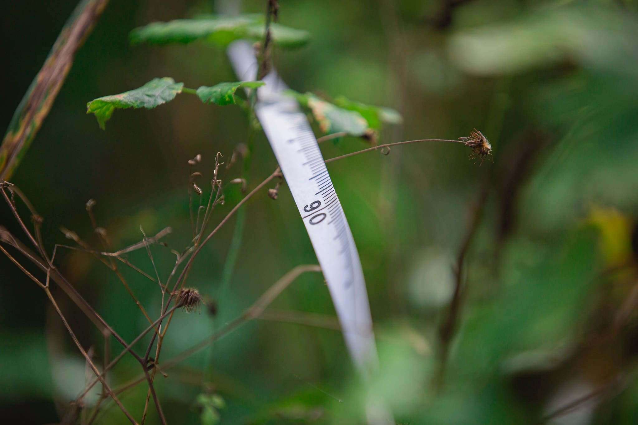 Environmental Studies students outside measuring plants