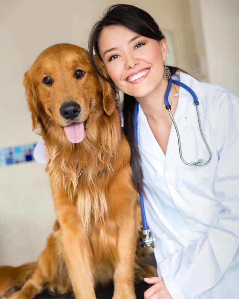 A golden retriever and a female vet pose together.