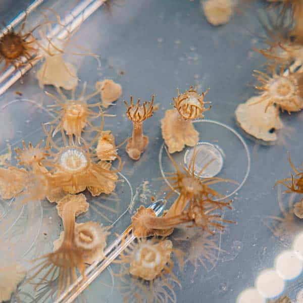 OceanLife An ongoing experiment with salt water creatures.